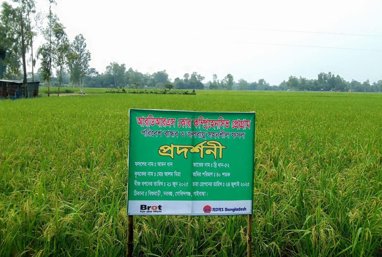 BRRI Dhan - 52.jpeg