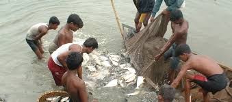Fish Culture.jpg