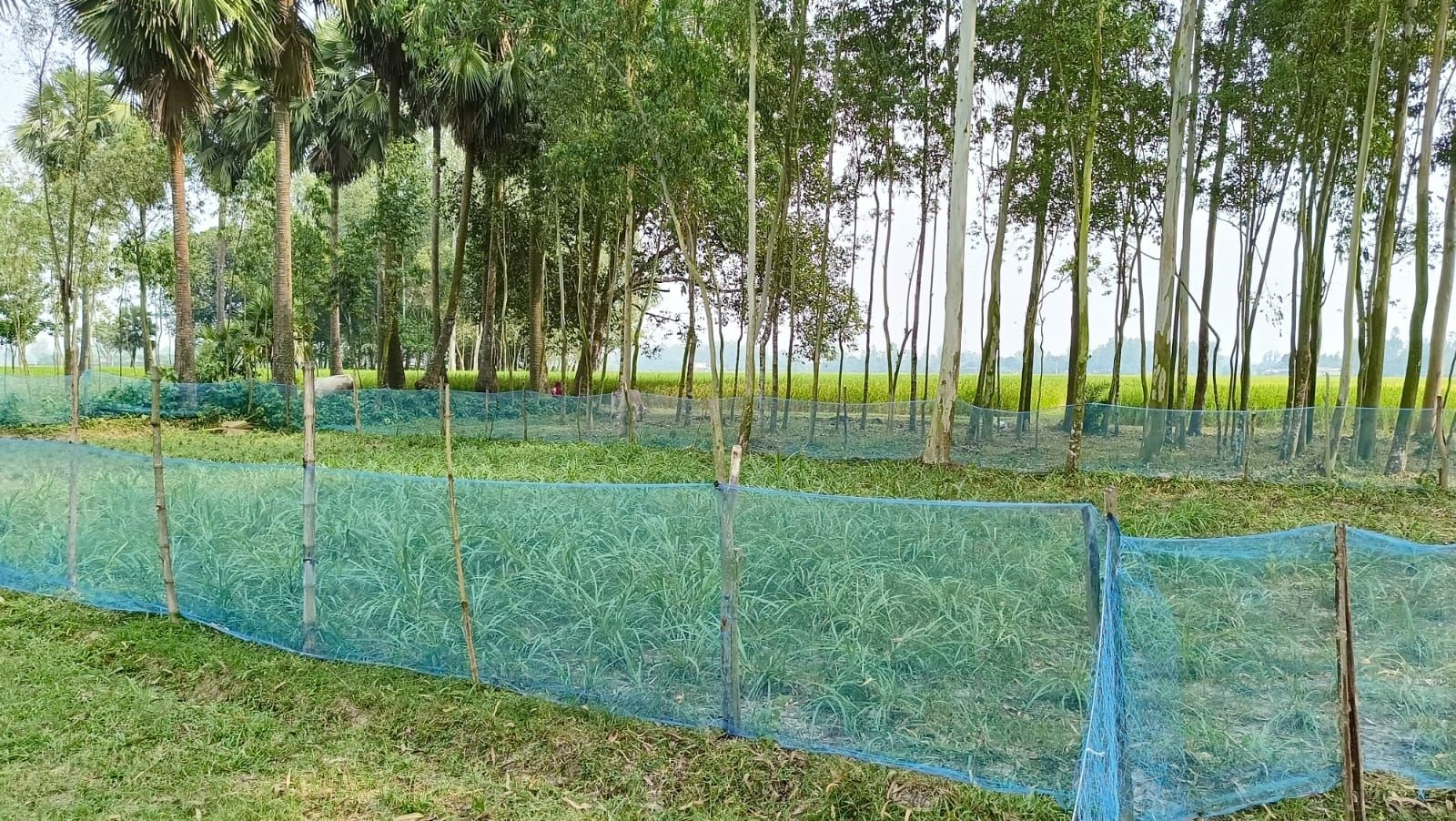 Fodder Cultivation - Copy (1).jpeg