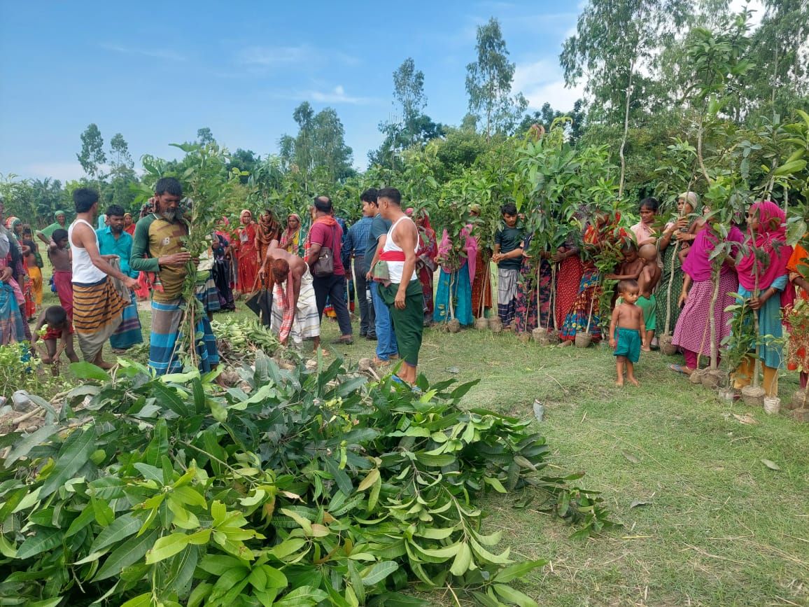 MF sapling Kamarjani 1.jpg