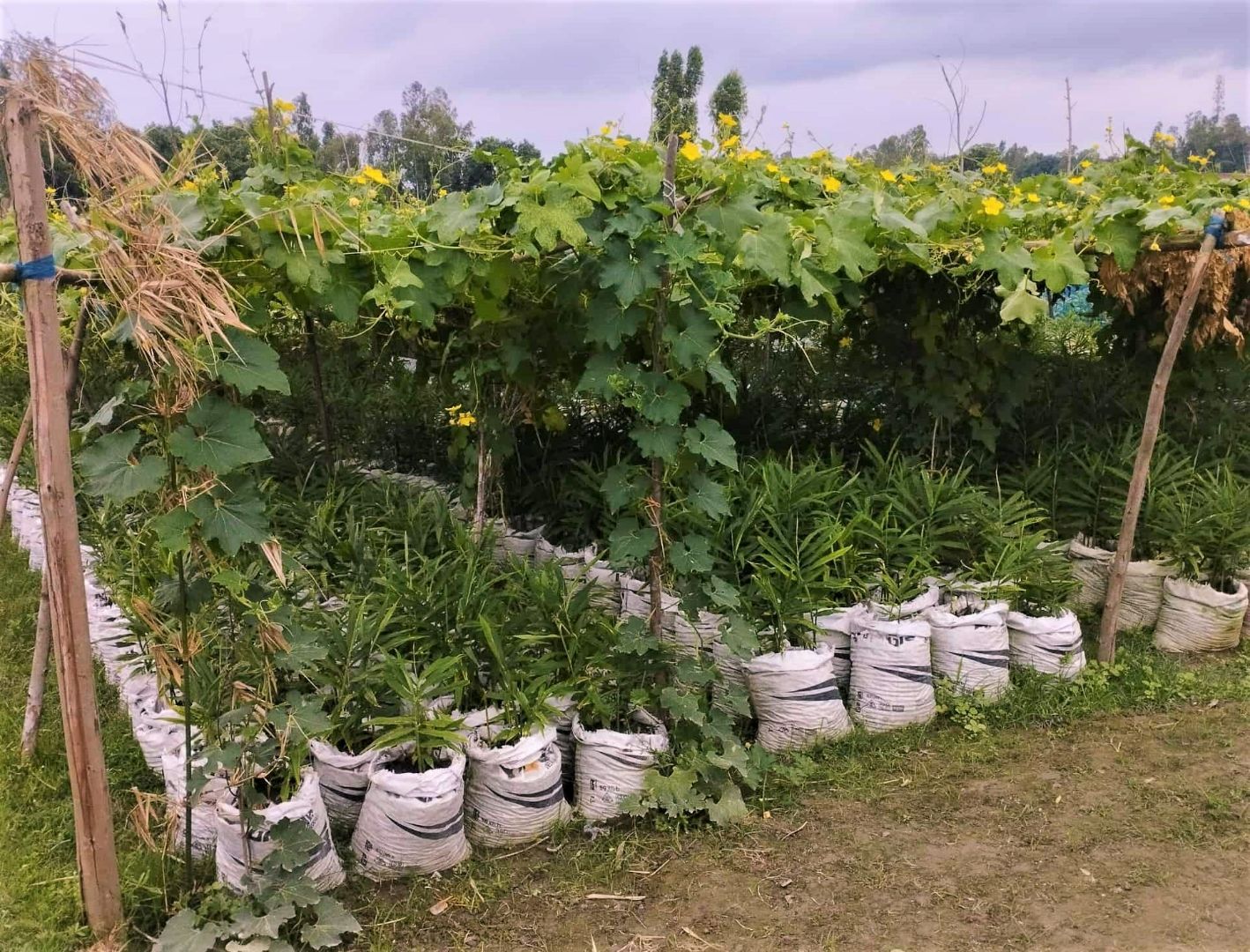 Photo of Ginger Cultivation as Inter crop (1).jpg