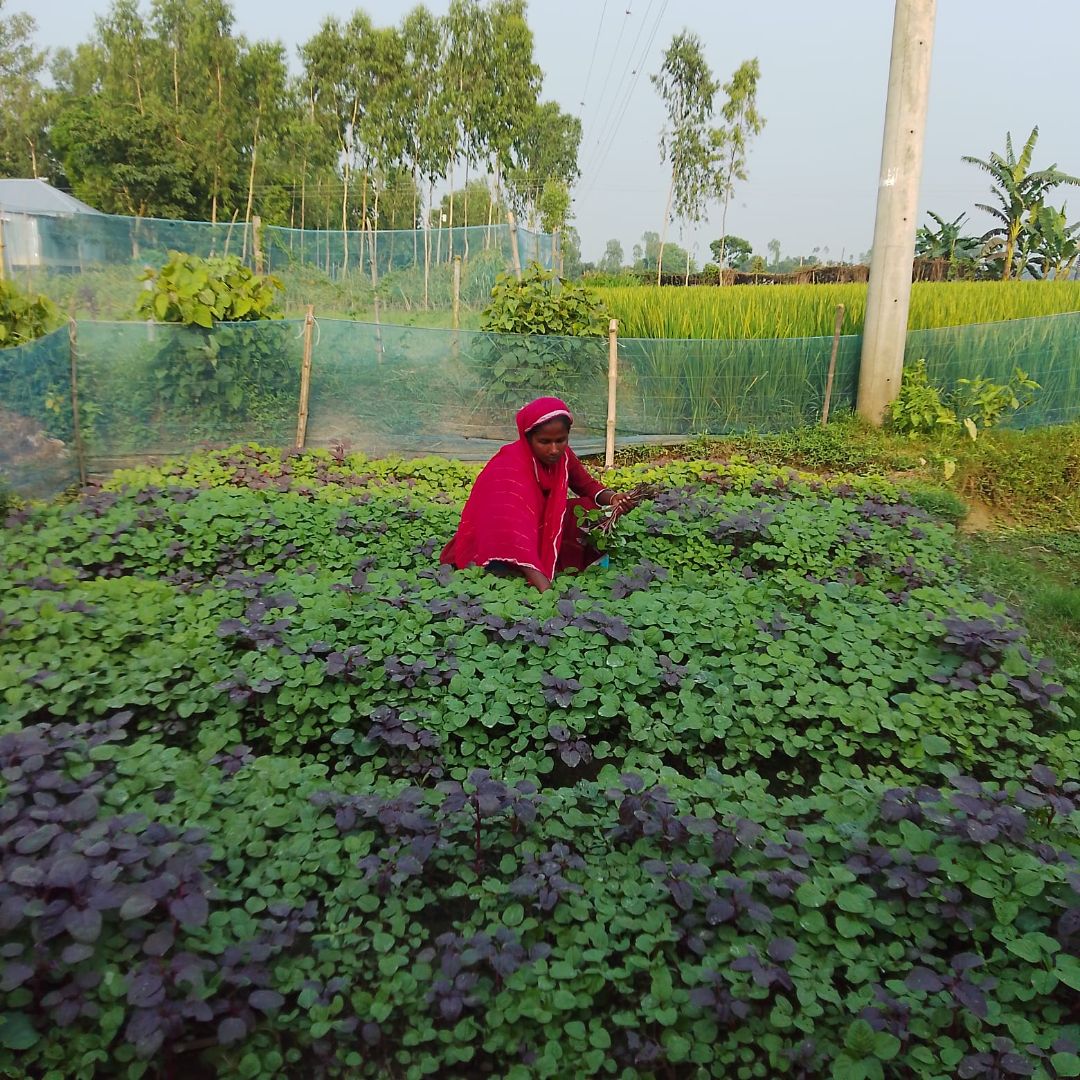 Vegetable Cultivation.jpg