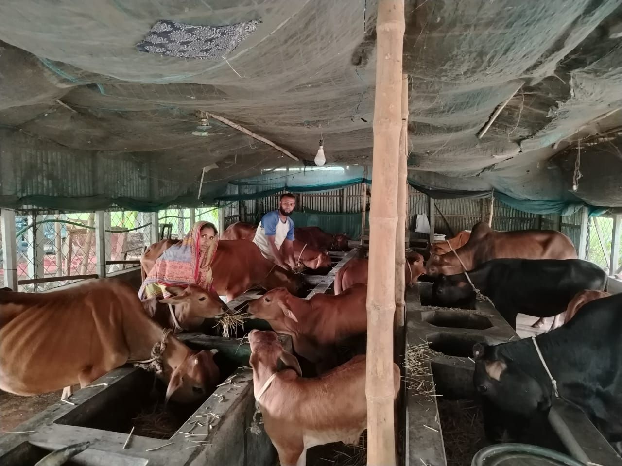 গাভী পালন কিঞ্চিপাড়া ফুলছড়ি.jpg